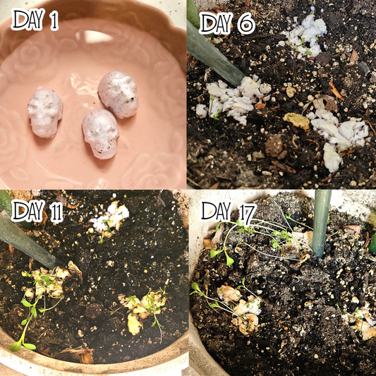 4 Pack Brown Plantable Paper Skulls / Skull Seed Bombs / Seedy Skulls / Recycled Paper Pulp Craft / Spring Summer Small Gift / Wild Flowers